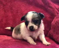 Tiny,tiny,tiny LH, a male Chihuahua for sale in Hendrix, OK – Photo 1 of 3