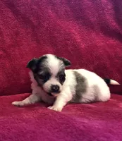 Tiny,tiny,tiny LH, a male Chihuahua for sale in Hendrix, OK – Photo 2 of 3