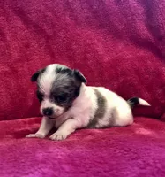 Tiny,tiny,tiny LH, a male Chihuahua for sale in Hendrix, OK – Photo 3 of 3