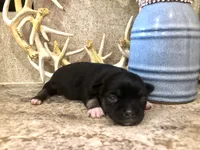 Shadow, a female Chihuahua and Pekingese for sale in Hendrix, OK – 3 of 4