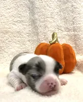 Super tiny blue Merle Prince, a male Chihuahua for sale in Hendrix, OK – 3 of 3