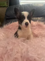 Tiny Morgan, a female Pembroke Welsh Corgi for sale in Hendrix, OK – 2 of 9
