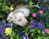 Jake, a male Chihuahua for sale in Hendrix, OK – 6 of 8