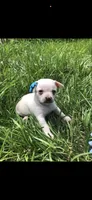 Tiny LH, a male Chihuahua for sale in Hendrix, OK – Photo 5 of 5