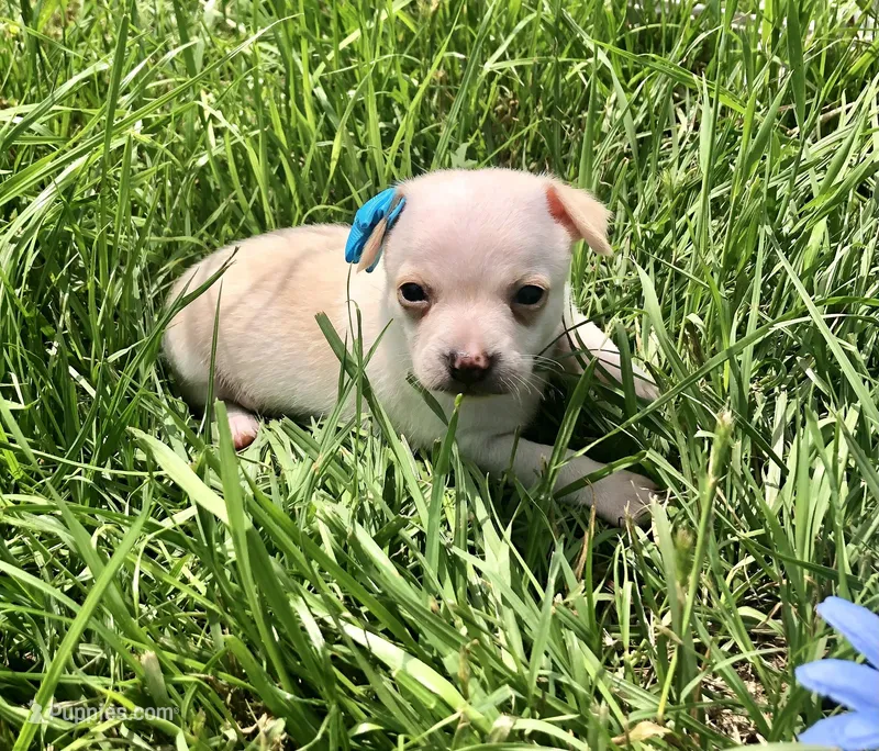 Tiny LH – Chihuahua puppy for sale in Hendrix, OK