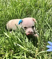 Tiny LH, a male Chihuahua for sale in Hendrix, OK – Photo 3 of 5