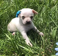 Tiny LH, a male Chihuahua for sale in Hendrix, OK – Photo 2 of 5