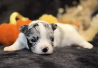 Prince (blue Merle), a male Chihuahua for sale in Hendrix, OK – 5 of 7
