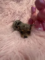 Olivia, a female Chihuahua for sale in Hendrix, OK – 1 of 5