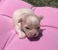 Jake, a male Chihuahua for sale in Hendrix, OK – 2 of 8