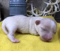 Jake, a male Chihuahua for sale in Denison, TX – 4 of 5