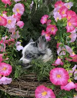 Tiny tiny blue merle, a male Chihuahua for sale in Hendrix, OK – 5 of 10