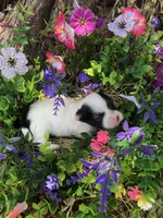 Jed, a male Chihuahua for sale in Hendrix, OK – 4 of 4