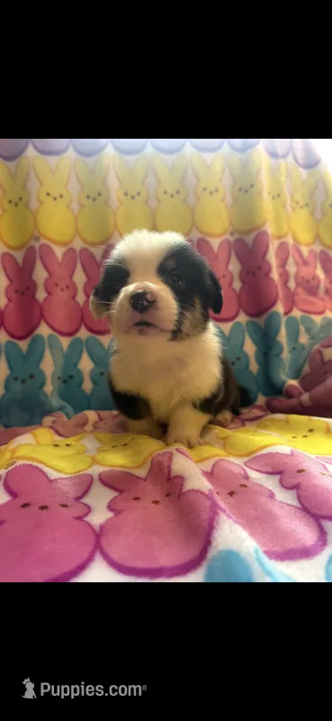 Vinny – Pembroke Welsh Corgi puppy for sale in Hendrix, OK