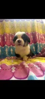 Vinny, a male Pembroke Welsh Corgi for sale in Hendrix, OK – 1 of 2