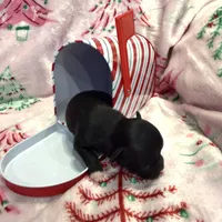 Super tiny Shadow, a male Chihuahua for sale in Hendrix, OK – 2 of 3