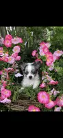 Tiny tiny blue eyes, a male Chihuahua for sale in Hendrix, OK – 9 of 9