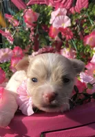 Jake (longhair), a male Chihuahua for sale in Hendrix, OK – 5 of 8