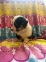 Gabe, a male Pembroke Welsh Corgi for sale in Hendrix, OK – 2 of 4