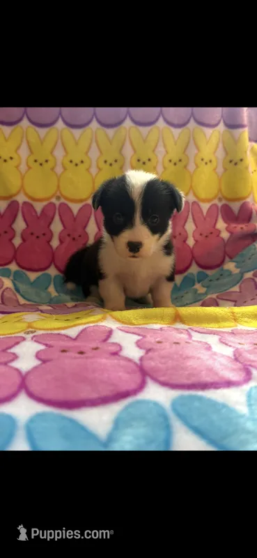 Krissy – Pembroke Welsh Corgi puppy for sale in Hendrix, OK