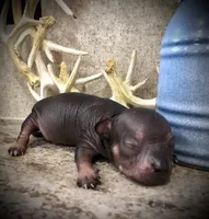 Giovani , a male Chihuahua and Pekingese for sale in Hendrix, OK – 2 of 2