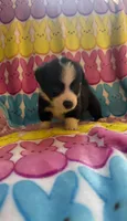 George, a male Pembroke Welsh Corgi for sale in Hendrix, OK – 4 of 5