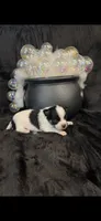 Tiny Gabe, a male Chihuahua for sale in Hendrix, OK – 10 of 10