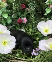 Midnight LH, a male Chihuahua for sale in Hendrix, OK – Photo 4 of 6