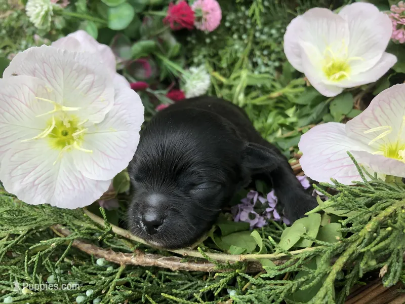 Midnight LH – Chihuahua puppy for sale in Hendrix, OK