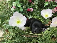 Midnight LH, a male Chihuahua for sale in Hendrix, OK – Photo 6 of 6