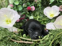 Midnight LH, a male Chihuahua for sale in Hendrix, OK – Photo 5 of 6