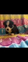 George, a male Pembroke Welsh Corgi for sale in Denison, TX – 1 of 2