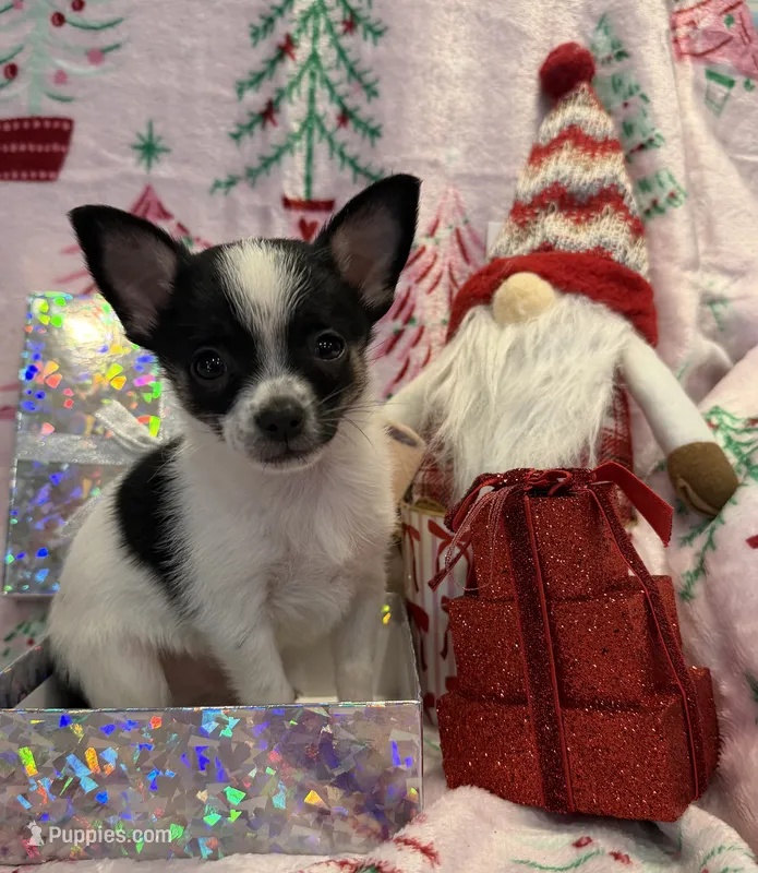 Tiny Gabe – Chihuahua puppy for sale in Hendrix, OK