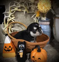 Reba, a female Chihuahua and Pekingese for sale in Hendrix, OK – 2 of 3