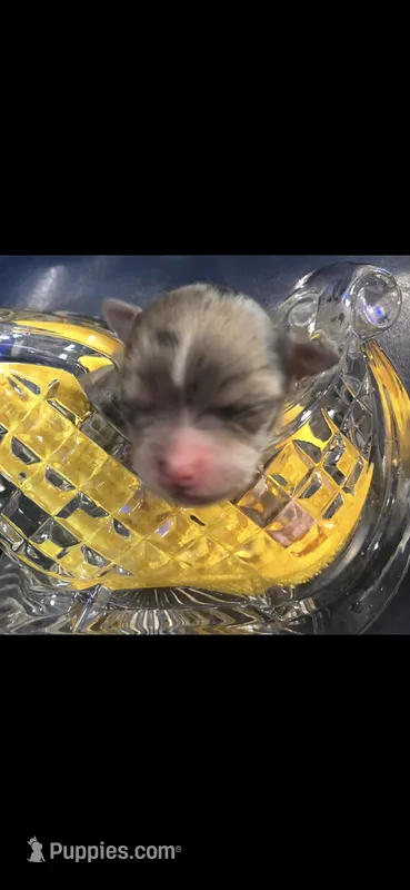 Tiny tiny LH Merle m – Chihuahua puppy for sale in Hendrix, OK