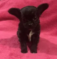 Tiny tiny snow LH, a male Chihuahua for sale in Hendrix, OK – 1 of 3