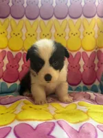 Morgan, a female Pembroke Welsh Corgi for sale in Hendrix, OK – 2 of 3