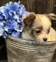 Princess (blue Merle) (LH), a female Chihuahua for sale in Hendrix, OK – 6 of 8