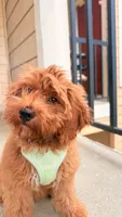 Bittu, a male Goldendoodle for sale in Irving, TX – 2 of 6