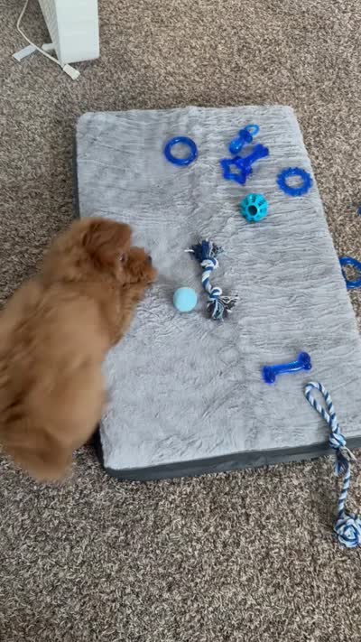 Bittu, a male Goldendoodle for sale in Irving, TX – 6 of 6