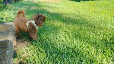 Bittu, a male Goldendoodle for sale in Irving, TX – 5 of 6