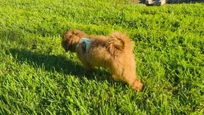 Bittu, a male Goldendoodle for sale in Irving, TX – 4 of 6
