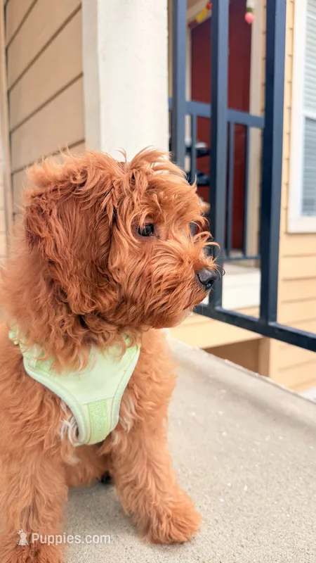 Bittu – Goldendoodle puppy for sale in Irving, TX