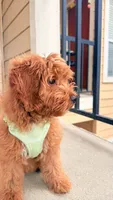 Bittu, a male Goldendoodle for sale in Irving, TX – 1 of 6