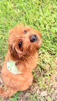 Bittu, a male Goldendoodle for sale in Irving, TX – 3 of 6