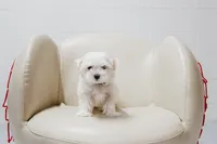 Hopper, a male Maltese for sale in Le Claire, IA – Photo 3 of 4