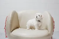 Hopper, a male Maltese for sale in Le Claire, IA – Photo 4 of 4