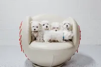 Hopper, a male Maltese for sale in Le Claire, IA – Photo 2 of 4