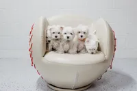 Murray, a male Maltese for sale in Le Claire, IA – Photo 3 of 5