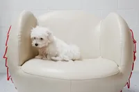 Murray, a male Maltese for sale in Le Claire, IA – Photo 5 of 5